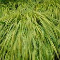 Hakonechloa macra 'Aureola'